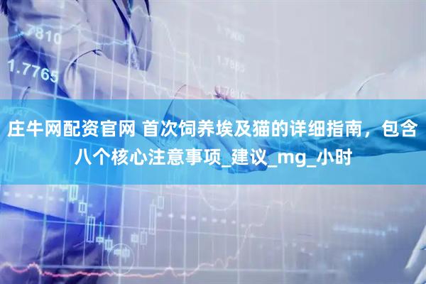 庄牛网配资官网 首次饲养埃及猫的详细指南，包含八个核心注意事项_建议_mg_小时